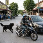 20260809 pengalaman dikejar anjing